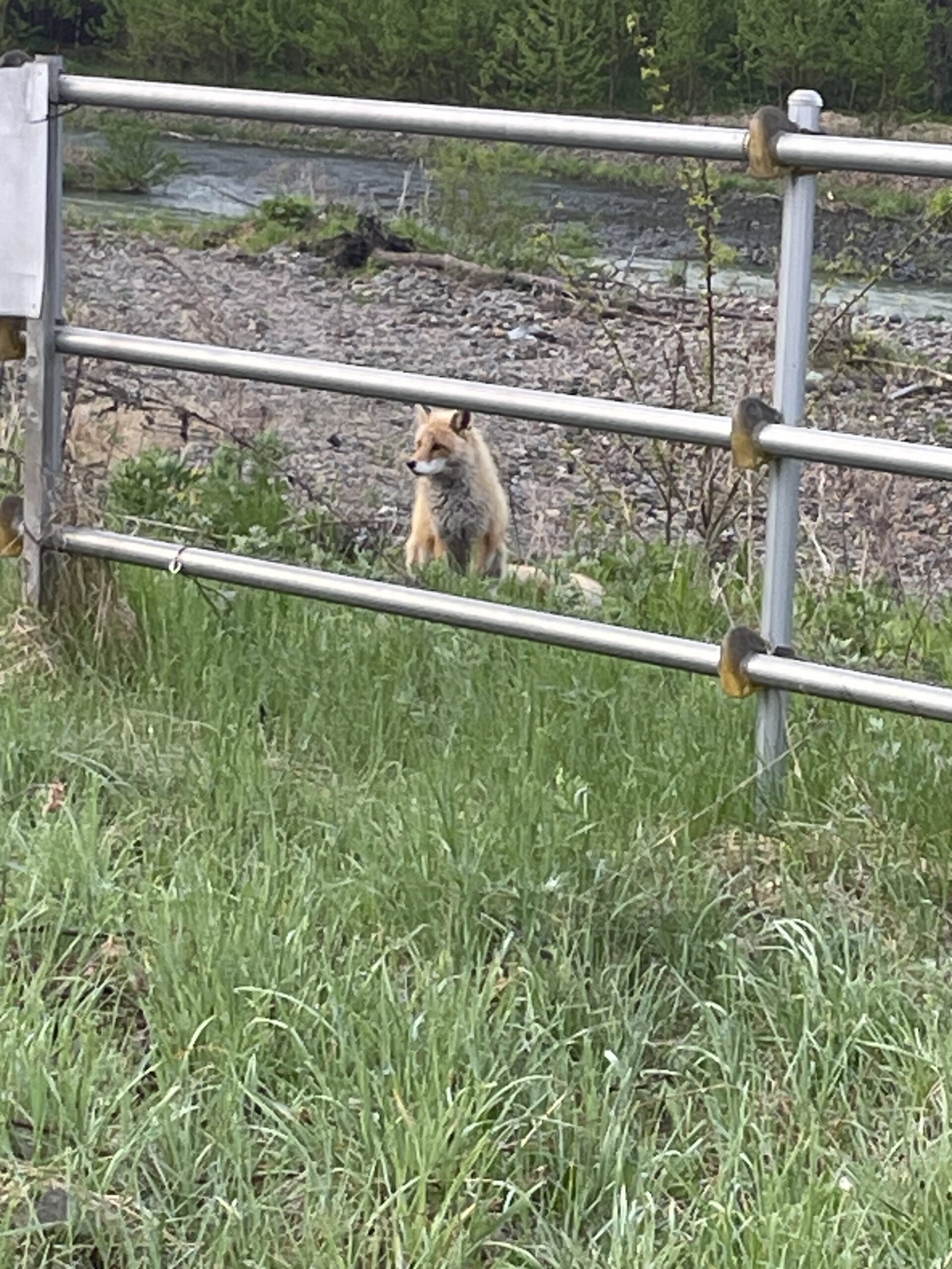 キタキツネ